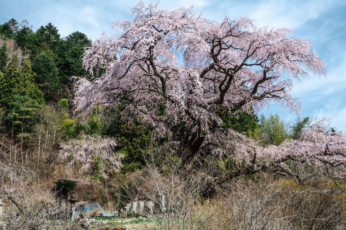 南信州の桜旅　黒船桜